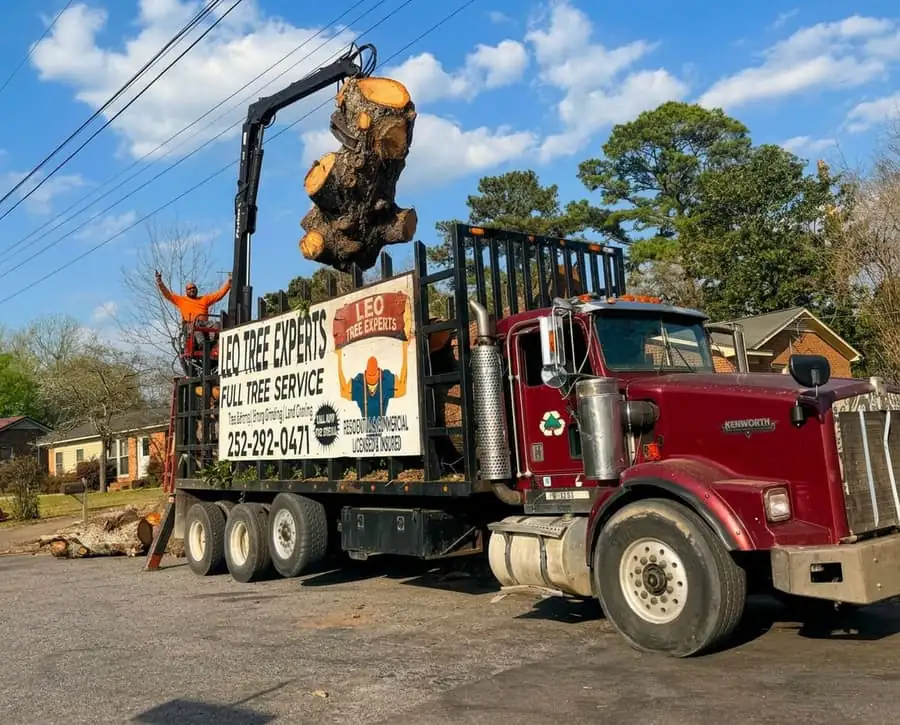 Leo Tree Experts crew working safely on a tree removal in Wilson, NC
