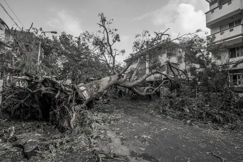 24/7 Emergency Tree Service in Wilson, NC