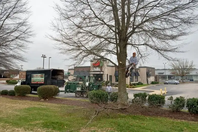 Tree Topping in Wilson, NC