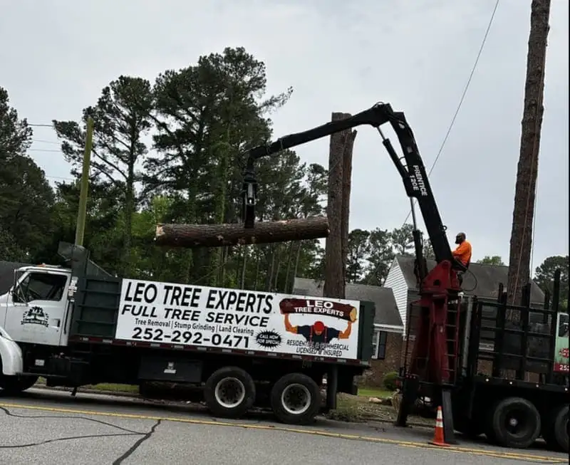 Tree Removal in Wilson, NC