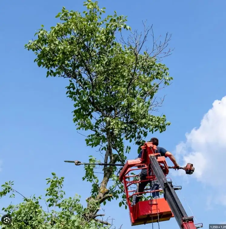 Tree Trimming in Wilson, NC